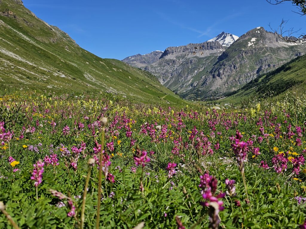 Vie, joie, élan, reconnexion, jardin naturel, épanouissement